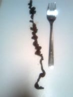 mucoid plaque? ... (Click to enlarge)