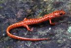 Cave Salamander ... (Click to enlarge)