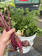 IMG 2658 ... (Click to enlarge)